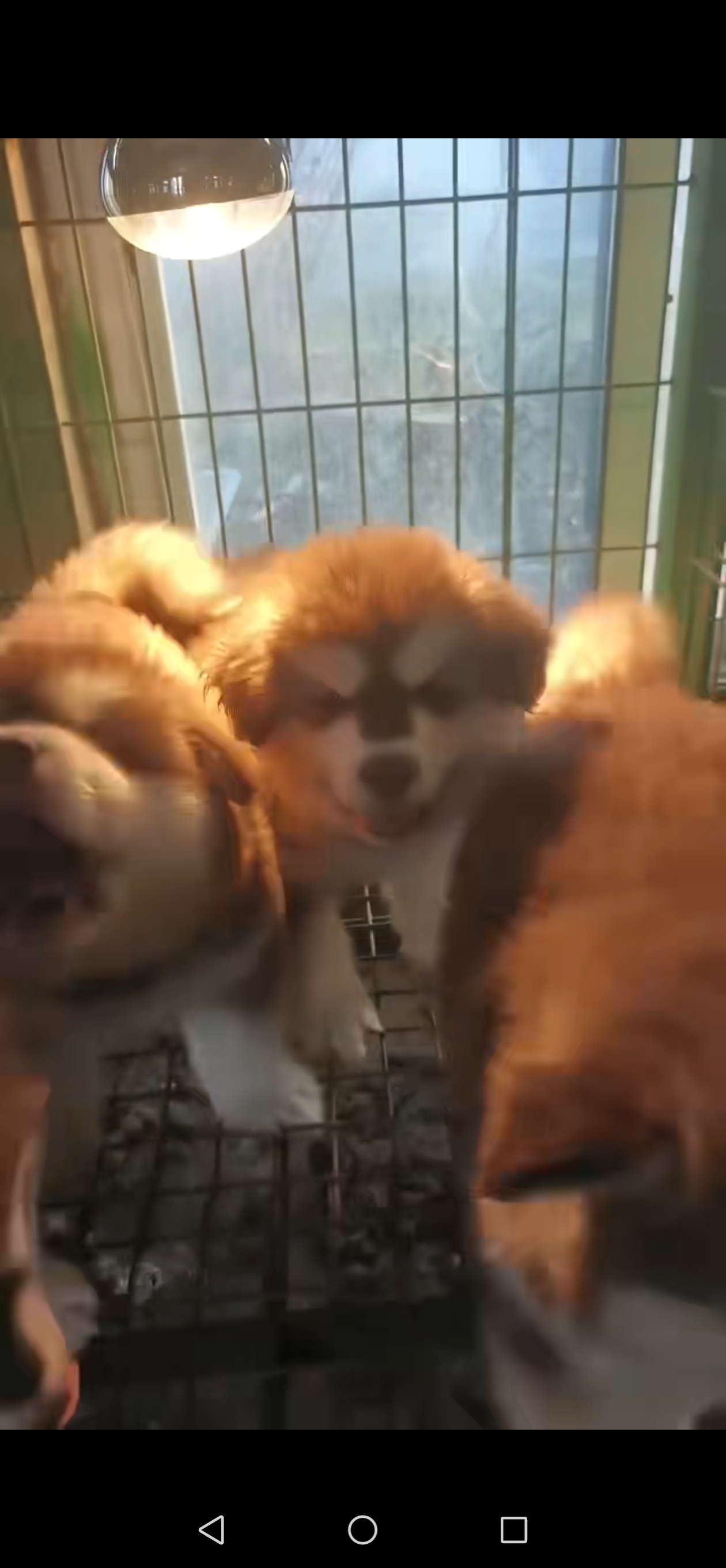 精品阿拉斯加，三个多月疫苗齐全